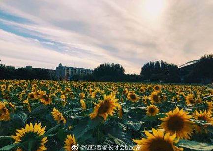 大学▲这些记忆中的校园太美好了！你相册里校园的春天什么样？