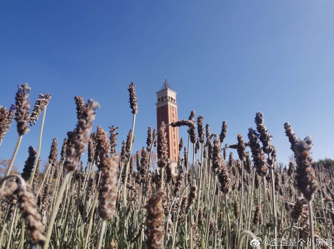 大学▲这些记忆中的校园太美好了！你相册里校园的春天什么样？