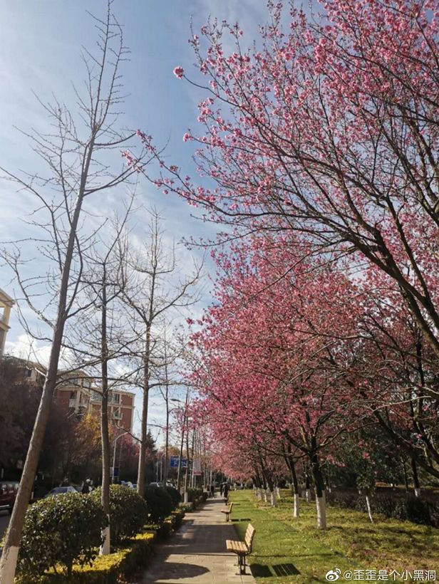 大学▲这些记忆中的校园太美好了！你相册里校园的春天什么样？