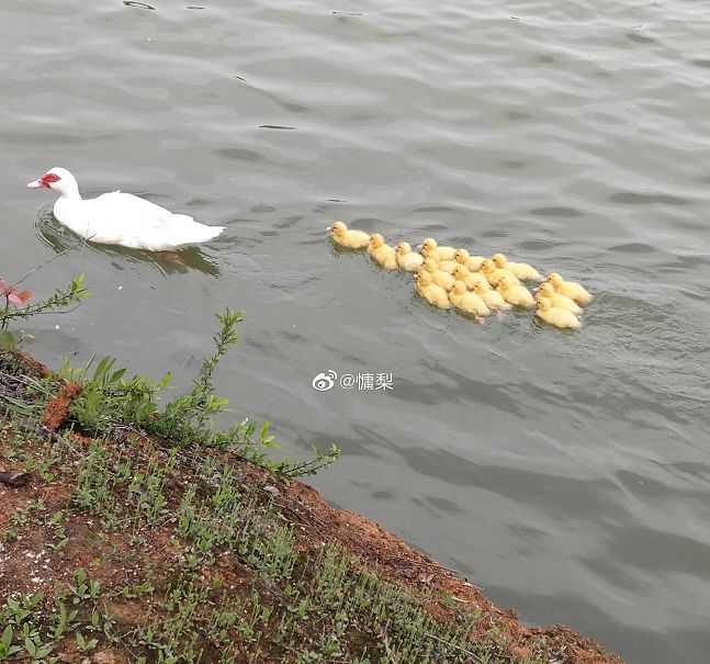 大学▲这些记忆中的校园太美好了！你相册里校园的春天什么样？