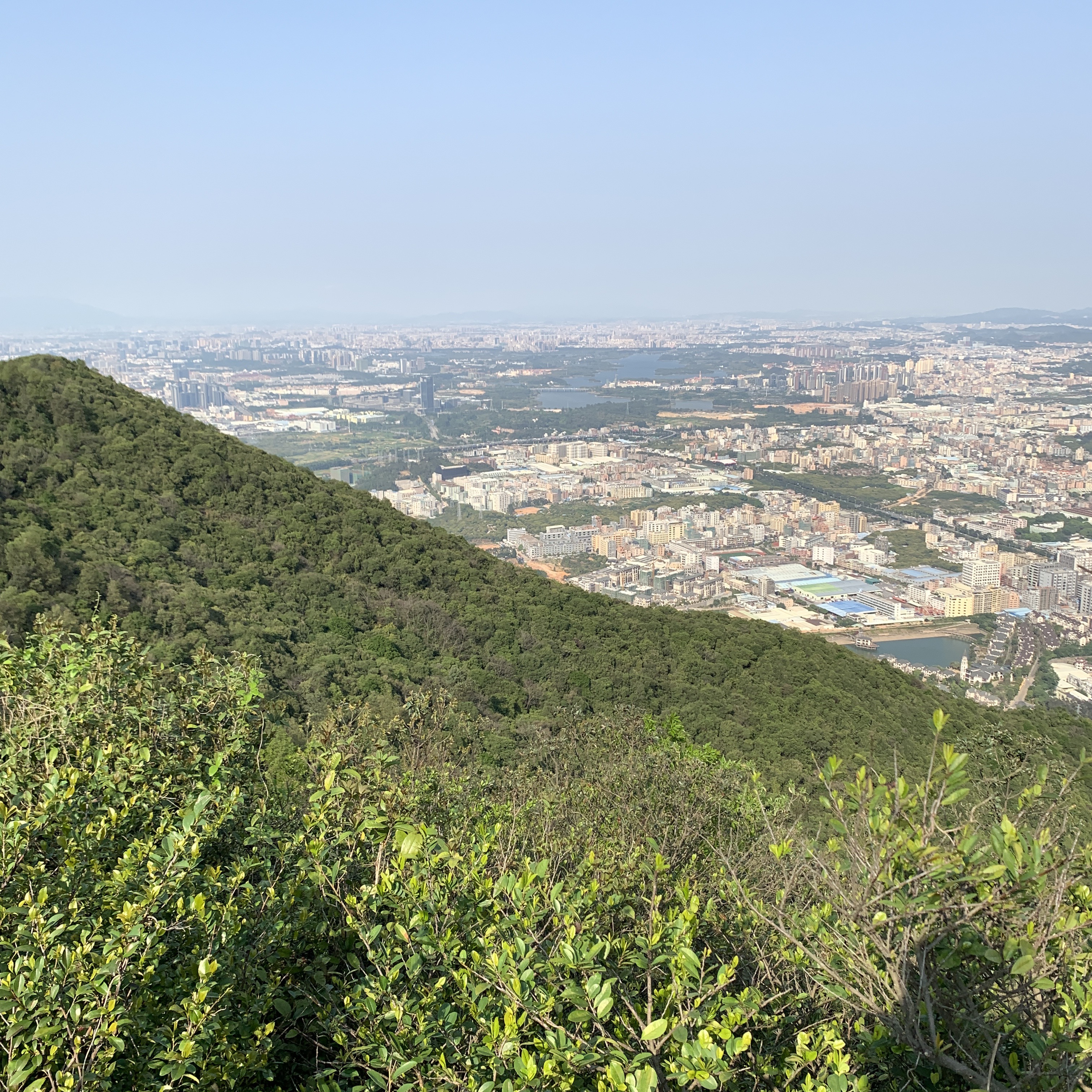 广东东莞长安莲花山原生映山红高山杜鹃花航拍看看效果