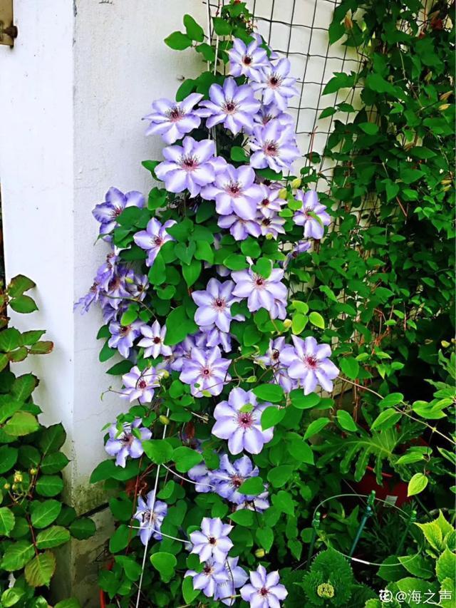 如果你有个院子那一定要养这5种花开花又多又香