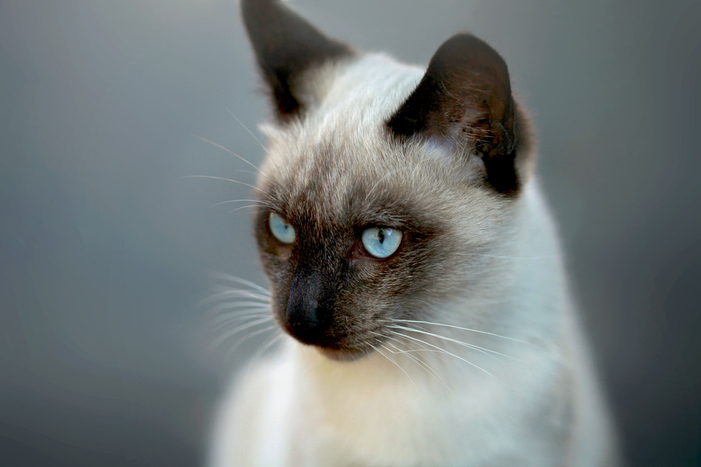 这种猫叫xianluo答应我下次不要再叫错了好吗