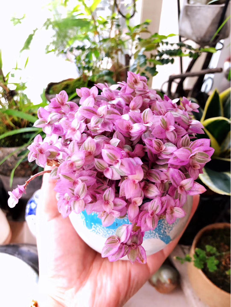 胭脂云叶子美得像油画养好了就像艺术品每一盆都是高颜值