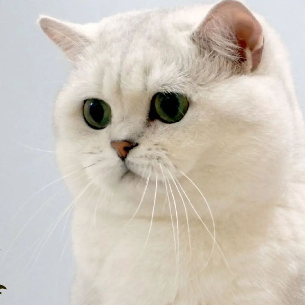 和英短是亲戚画风却和英短完全不同超仙的英国长毛猫了解一下