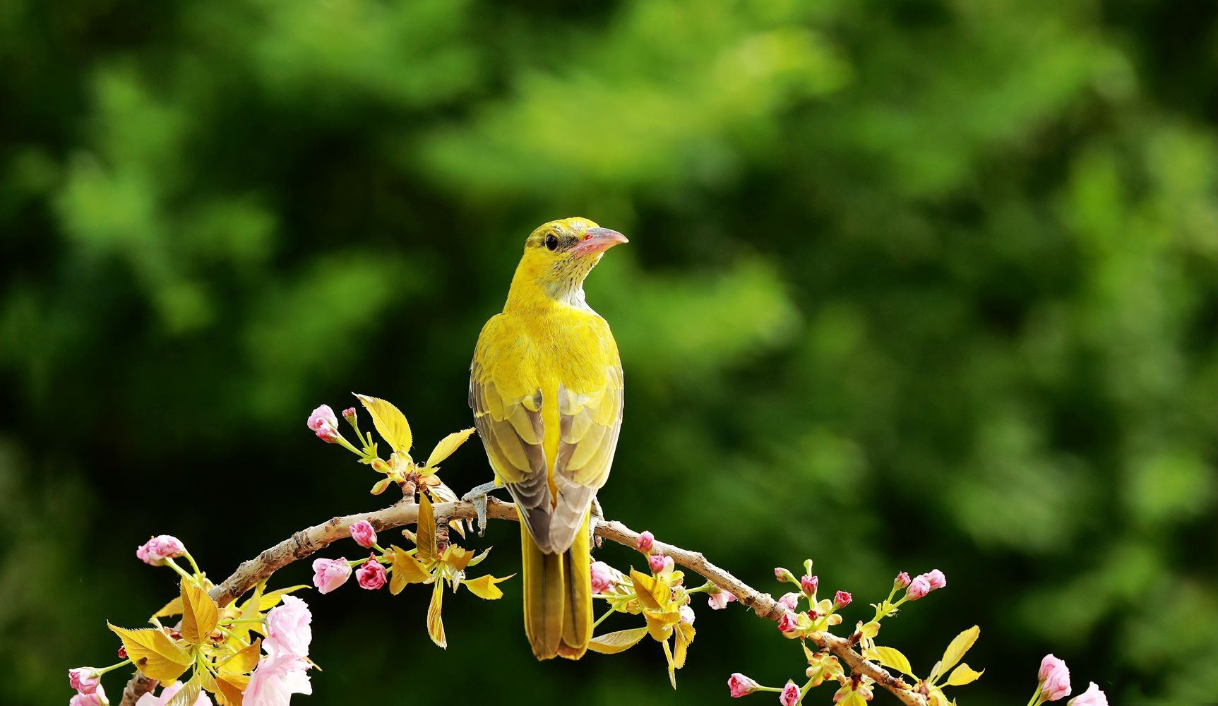 发现诗词之美:在诗词中出现最频繁的黄莺和黄鹂有什么区别?