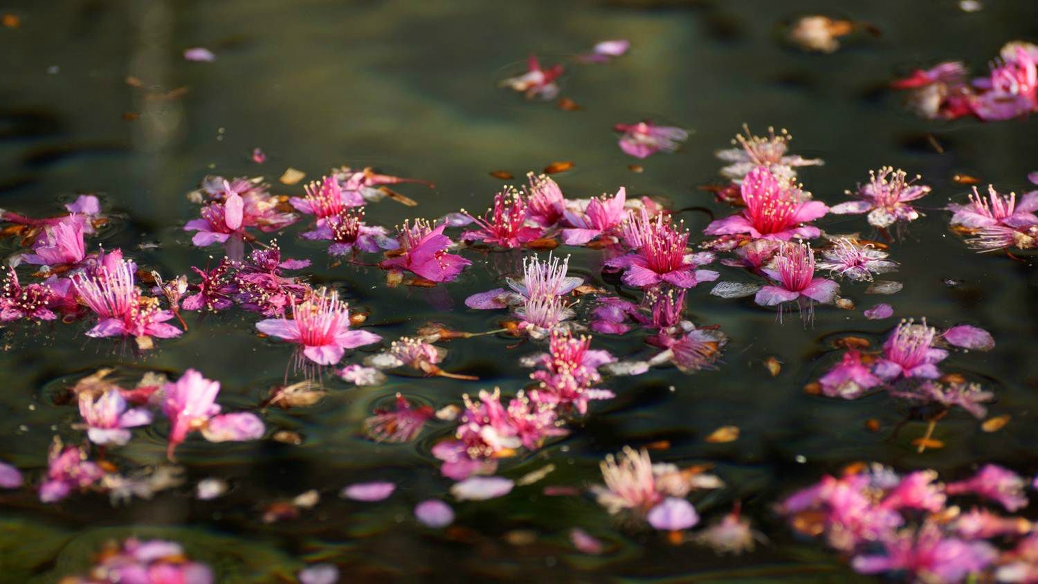 花红易衰似郎意,水流无限似侬愁.