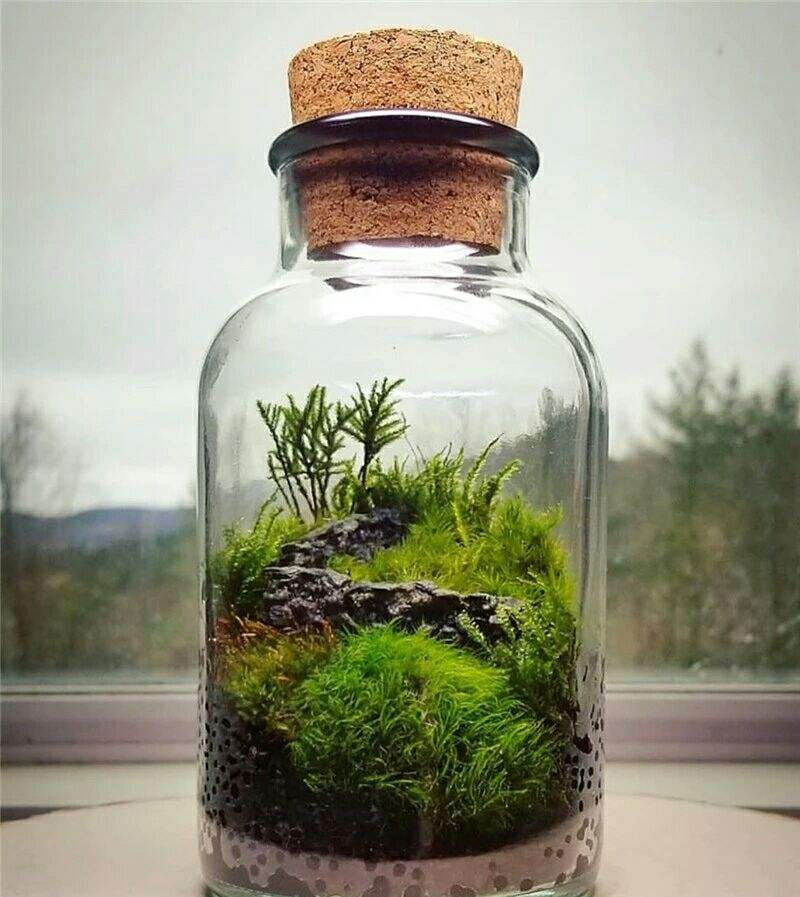 山上挖点苔藓找个玻璃瓶种进去造出微景观比买的花还漂亮