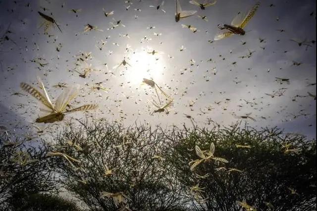 #蝗虫#过量降雨引发千亿蝗虫肆虐,干旱就能减少虫灾吗?