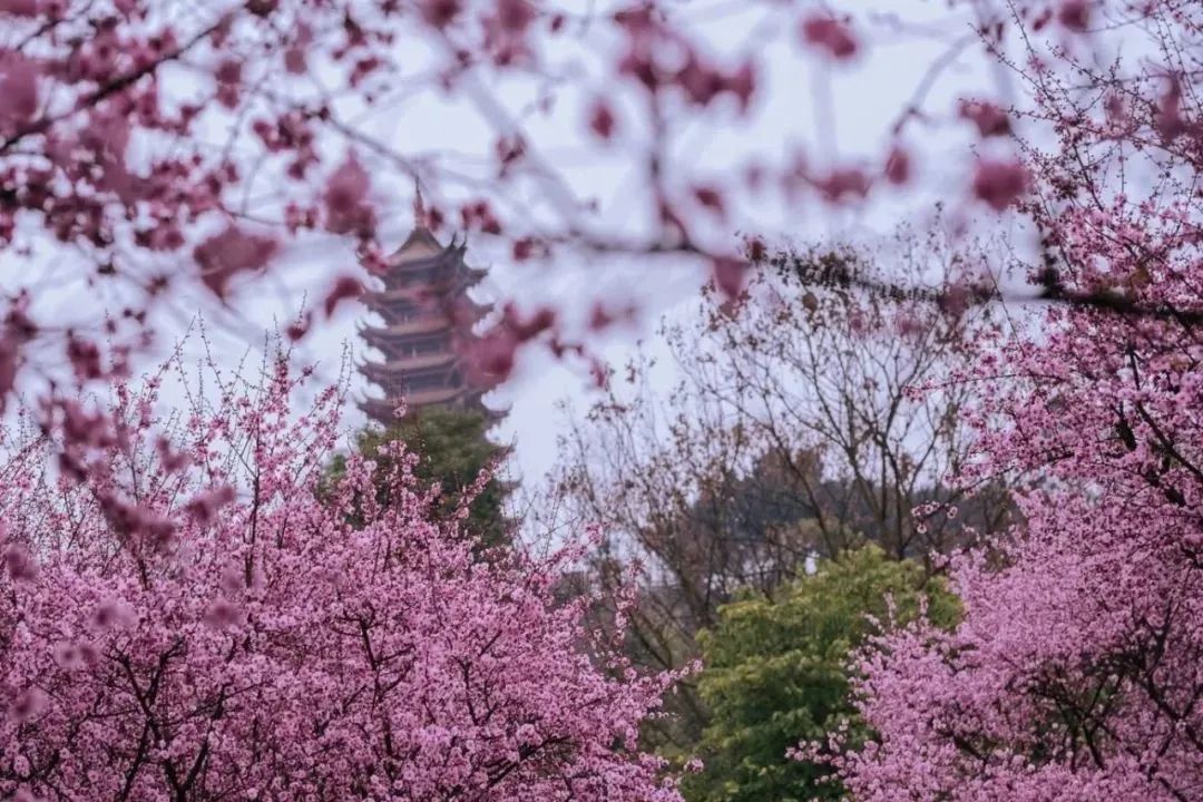 烟花三月重庆桃花依旧笑春风周末带家人一起来赏花踏青