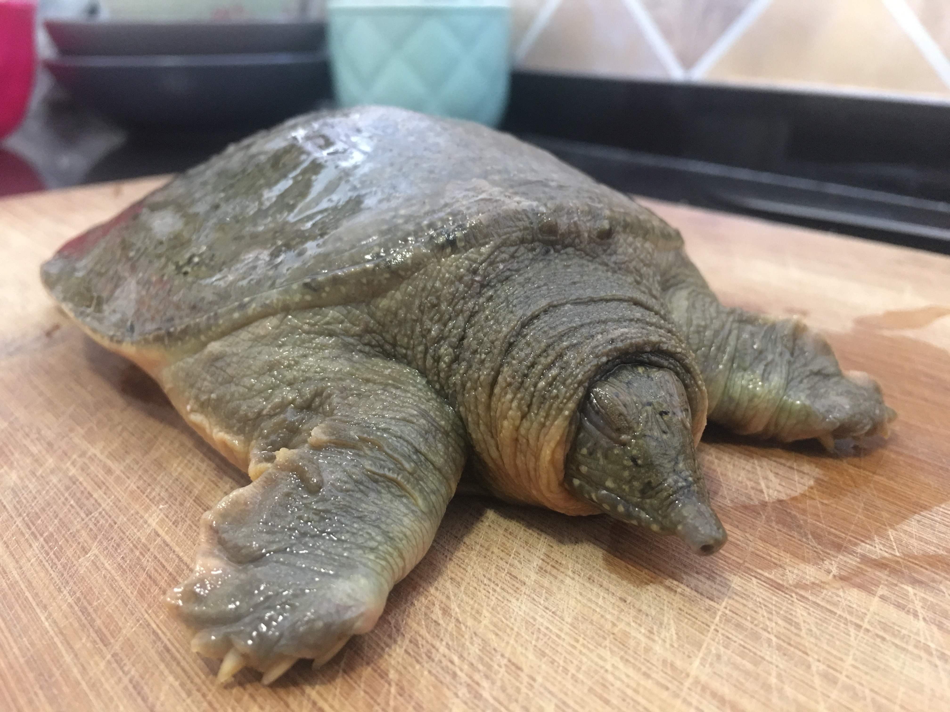 甲鱼这样处理才更干净炖出来的汤又浓又白没有油花特好喝