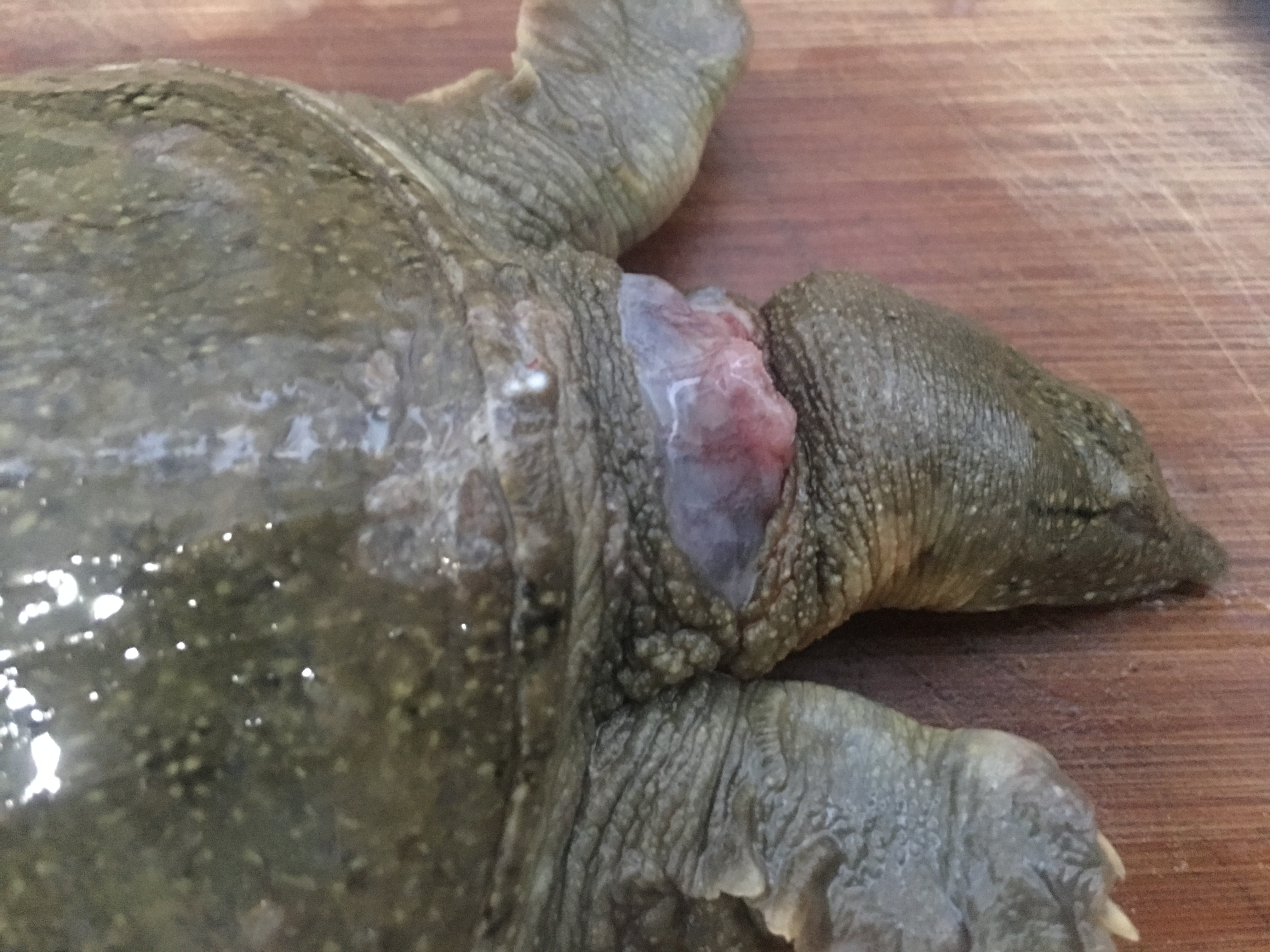 甲鱼这样处理才更干净炖出来的汤又浓又白没有油花特好喝