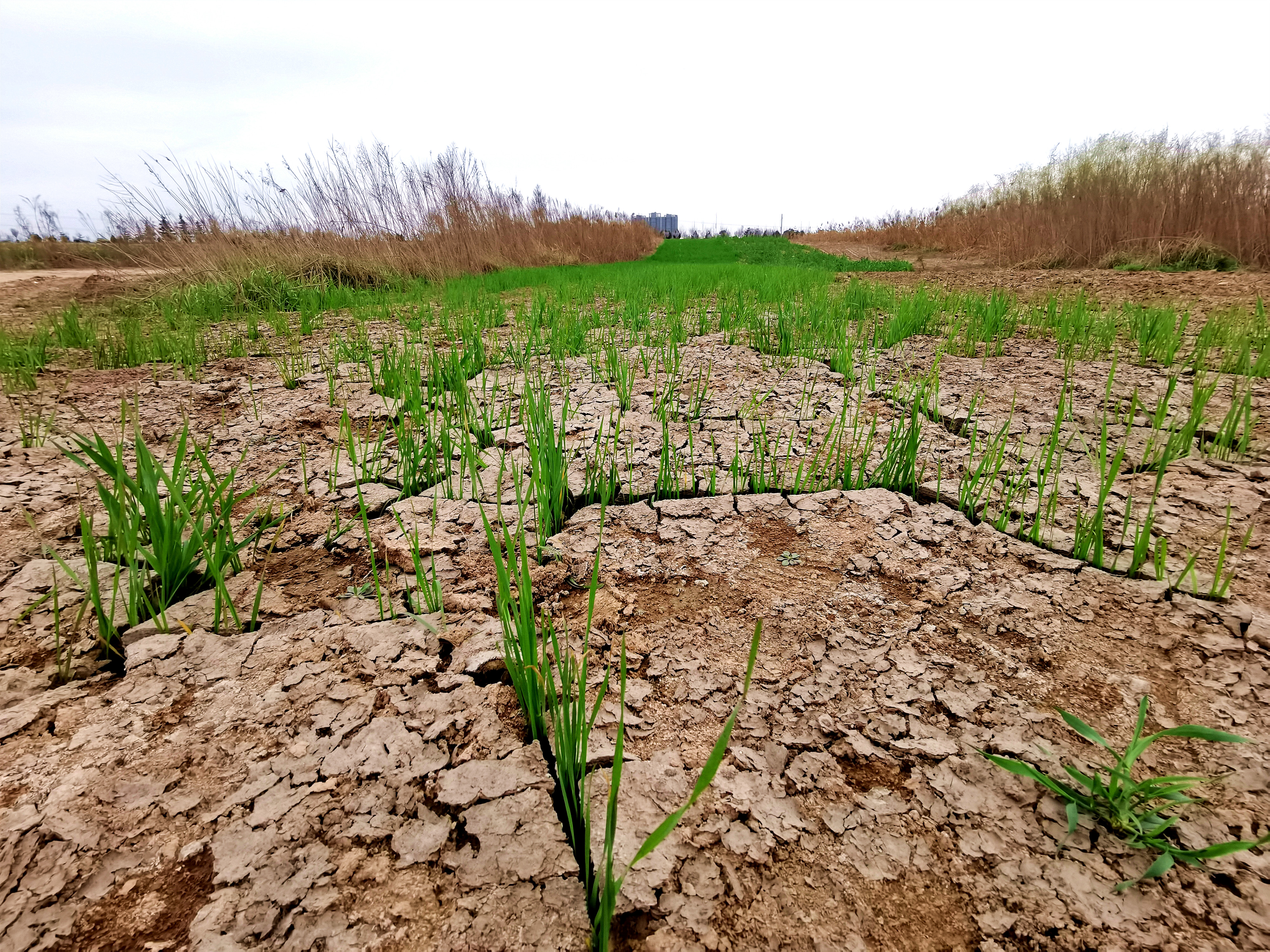 渭河河床发现这一片几何农田感悟生命的倔强和顽强