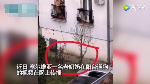狗▲塞尔维亚奶奶在阳台遛狗,网友:幸亏她没住5楼