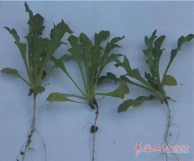 罂粟是制取鸦片的主要原料,叶片碧绿,花朵五彩缤纷,茎株亭亭玉立,硕果