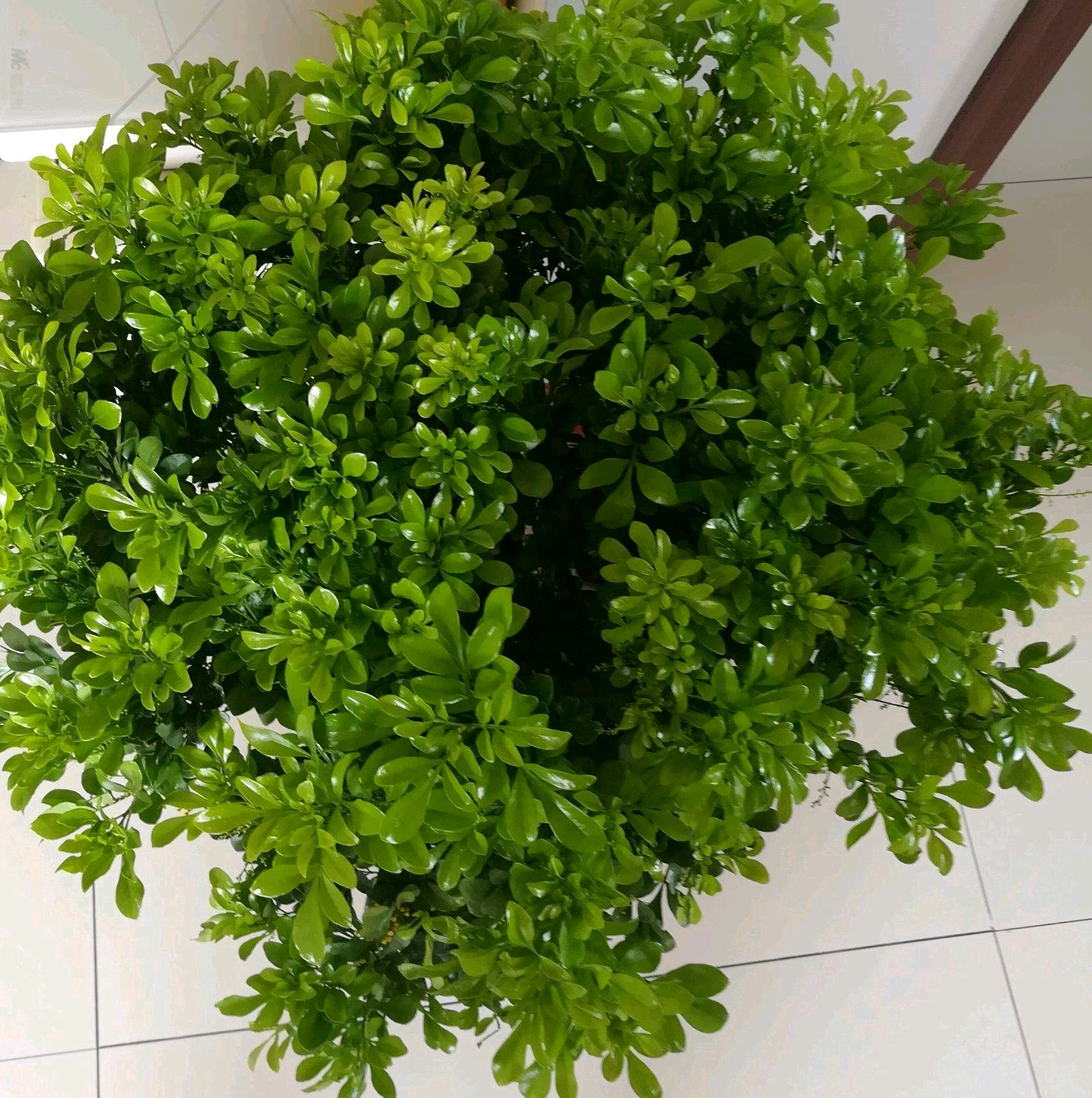 这不是红蜘蛛,不是蚧壳虫,也不是我们常说的虫瘿,而是米兰花容易爆发