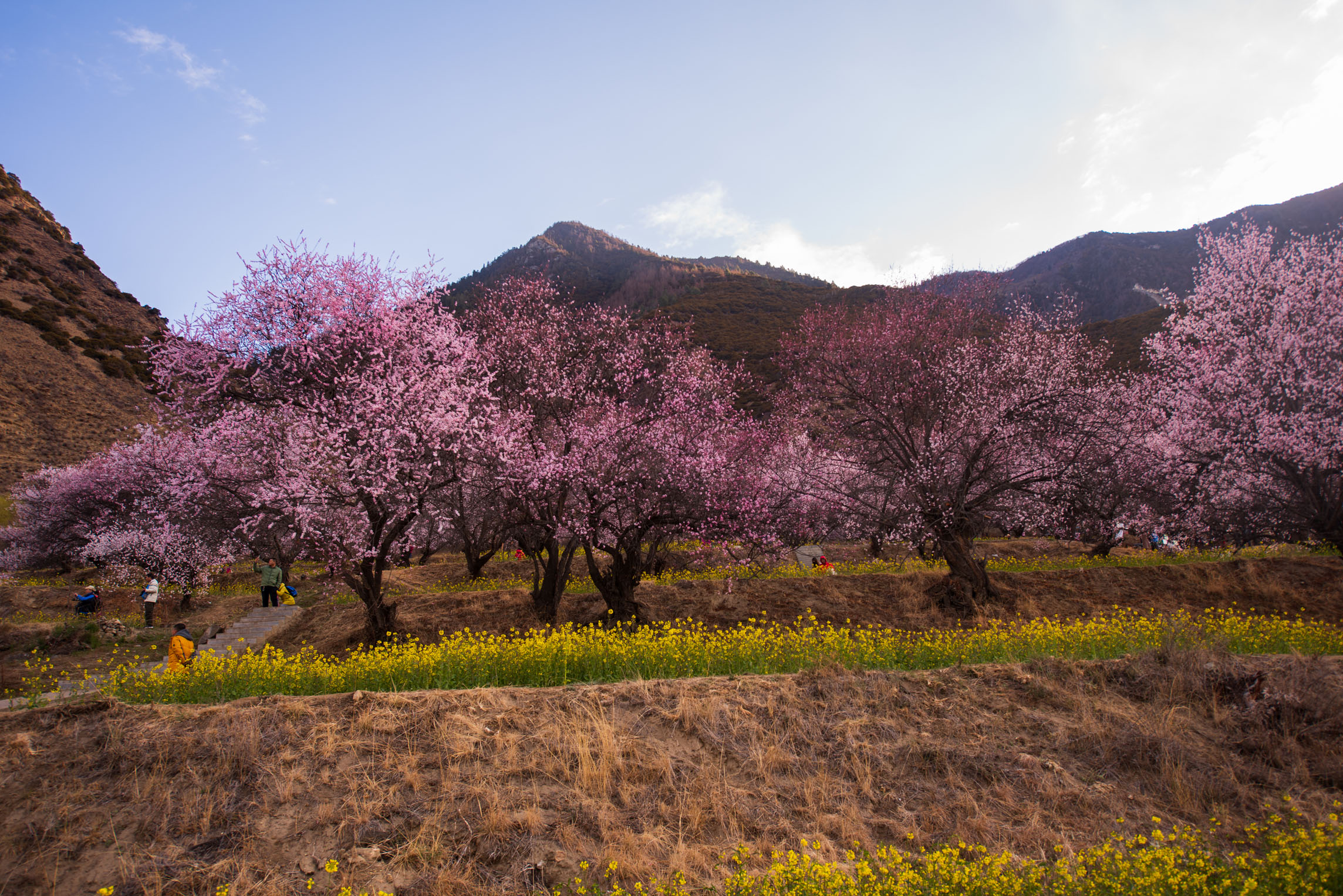 定啦林芝桃花节将于4月2日举行春天赏花的日子要来啦