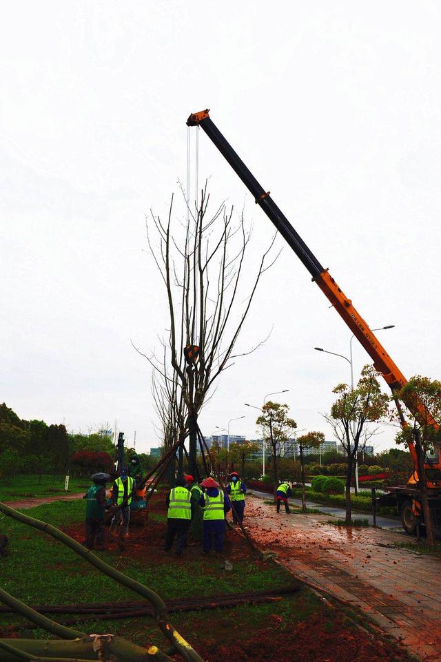 武汉植树造林5500亩,行道树种植千余株