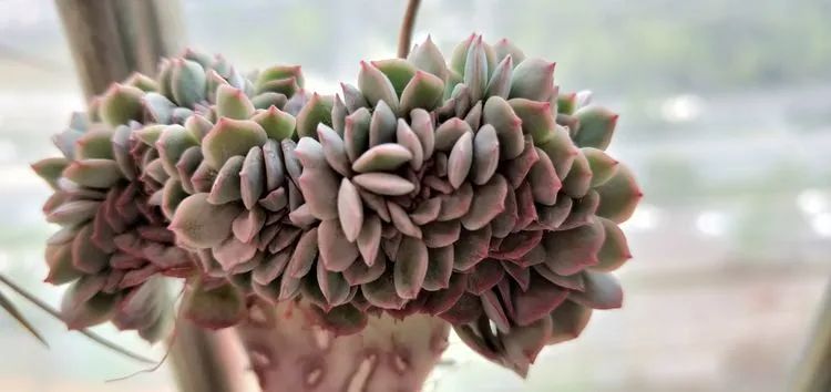 被阳光遗忘的27楼飘窗,多肉栖息的"方寸花园"!