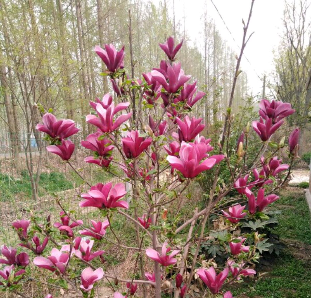 敲重点:玉兰花的品种很多,有白玉兰,紫玉兰,二桥玉兰,还有常见的广