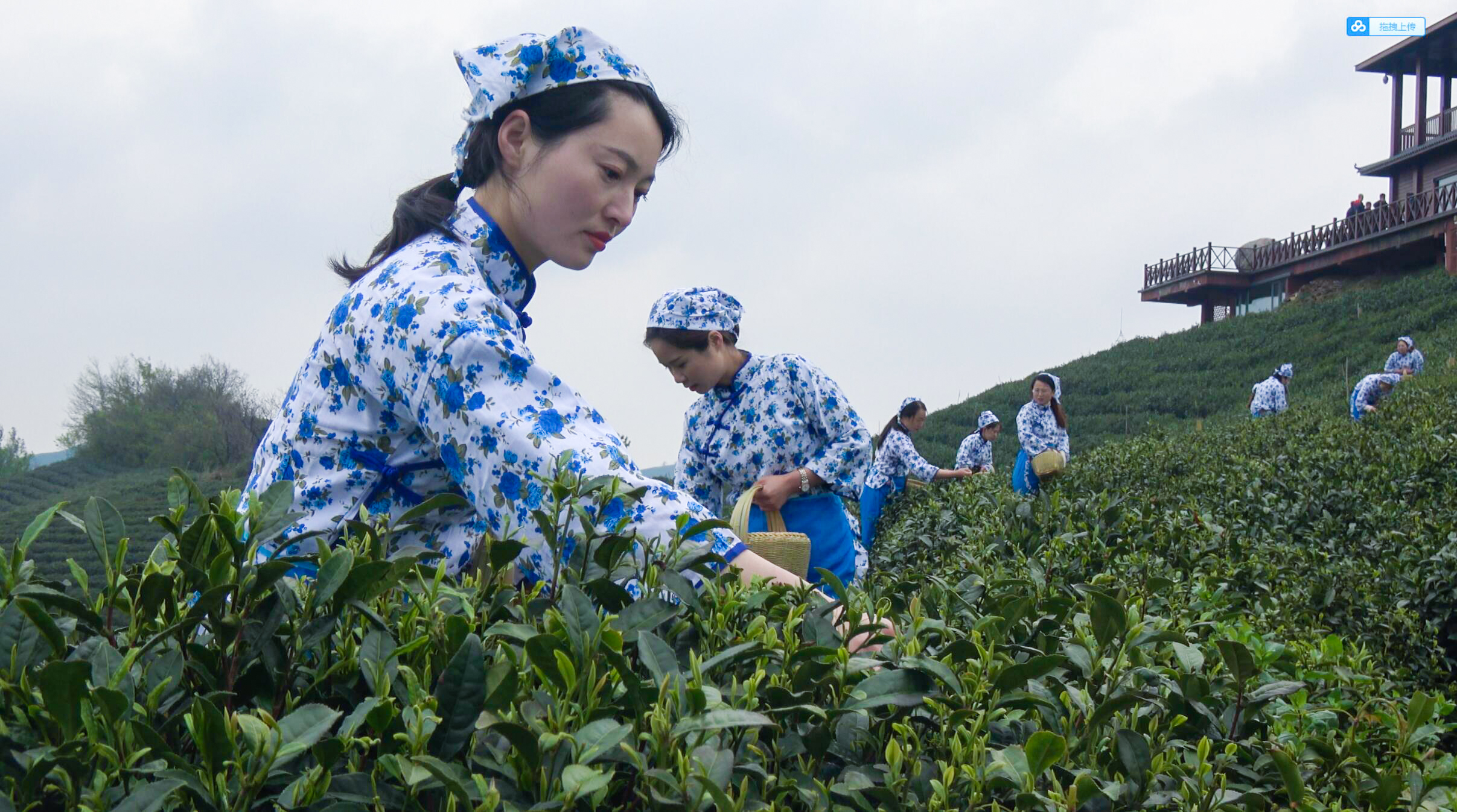 特级信阳毛尖图片_特级信阳毛尖品质特征_特级信阳毛尖