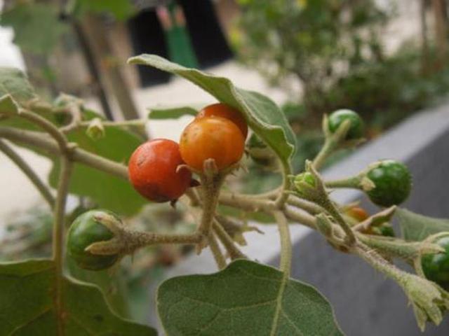 带刺的野茄子图片图片