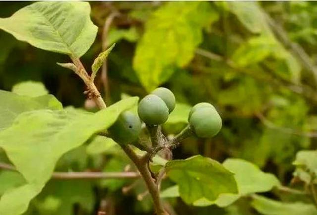 带刺的野茄子图片图片