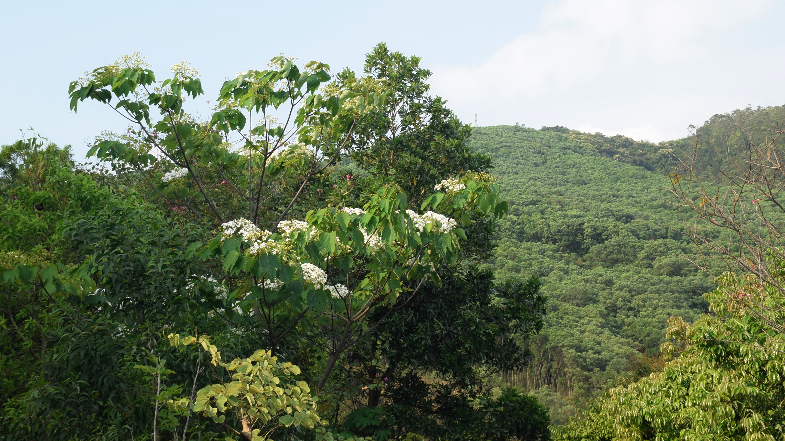 小伙伴们都喜欢在这里抛洒花瓣,或者随地打滚.