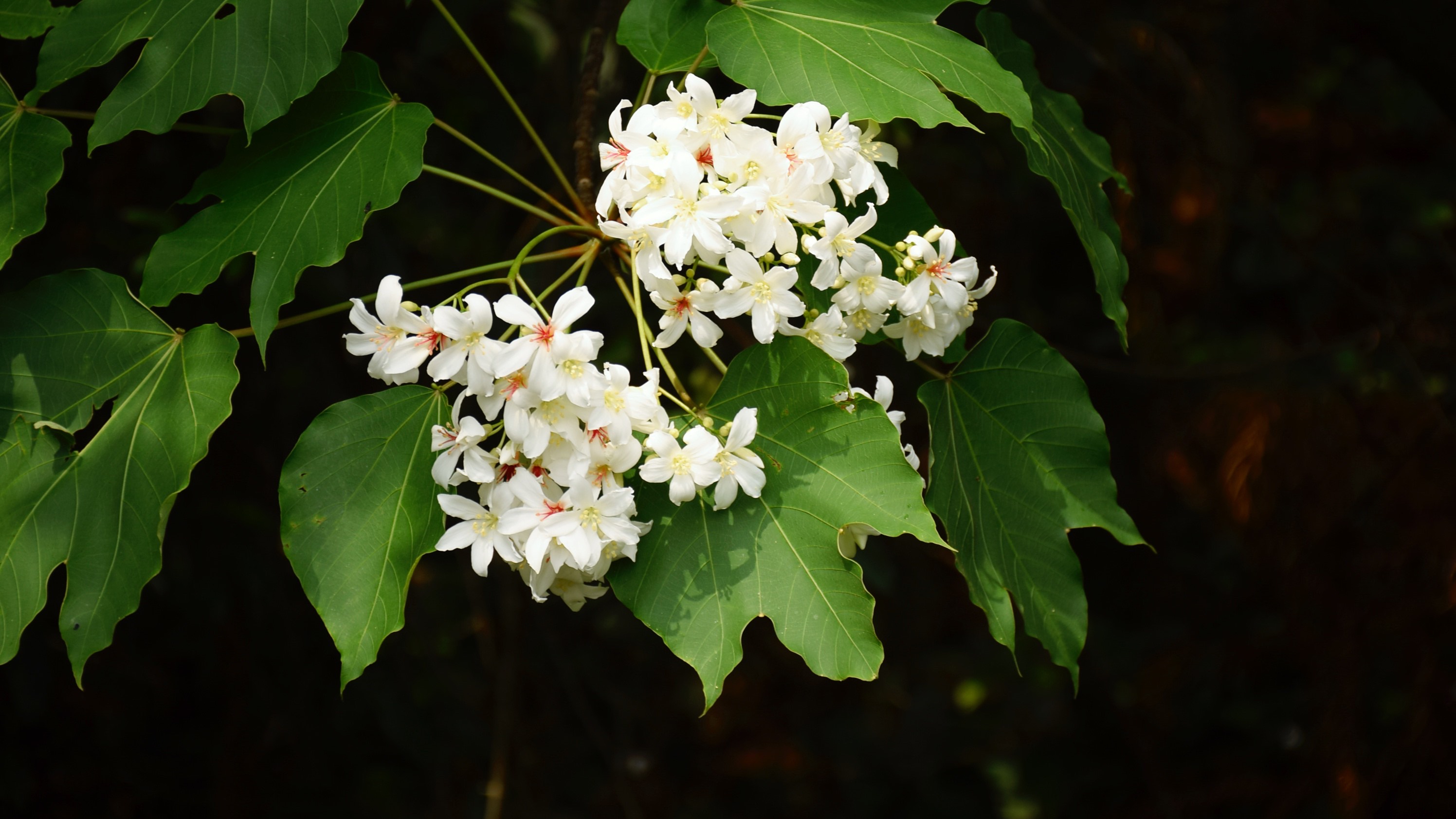 油桐花盛开季桐花世界里勾起了太多童年时代的美好回忆
