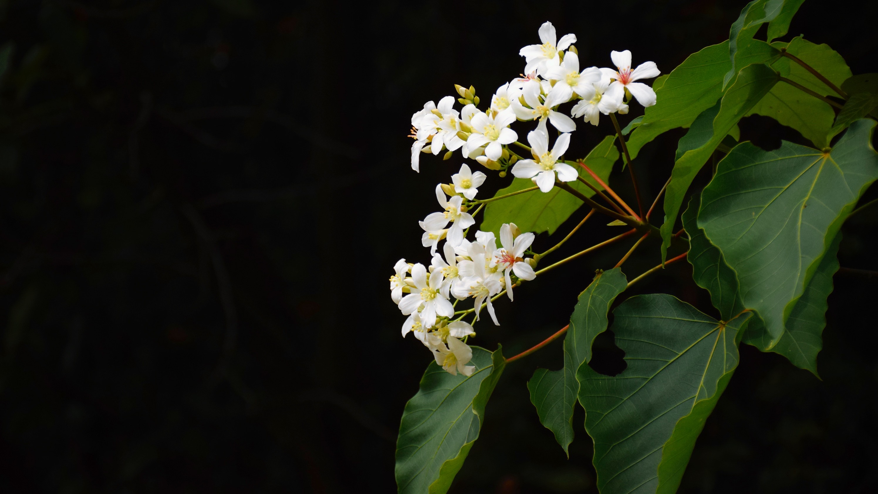 油桐花盛开季桐花世界里勾起了太多童年时代的美好回忆