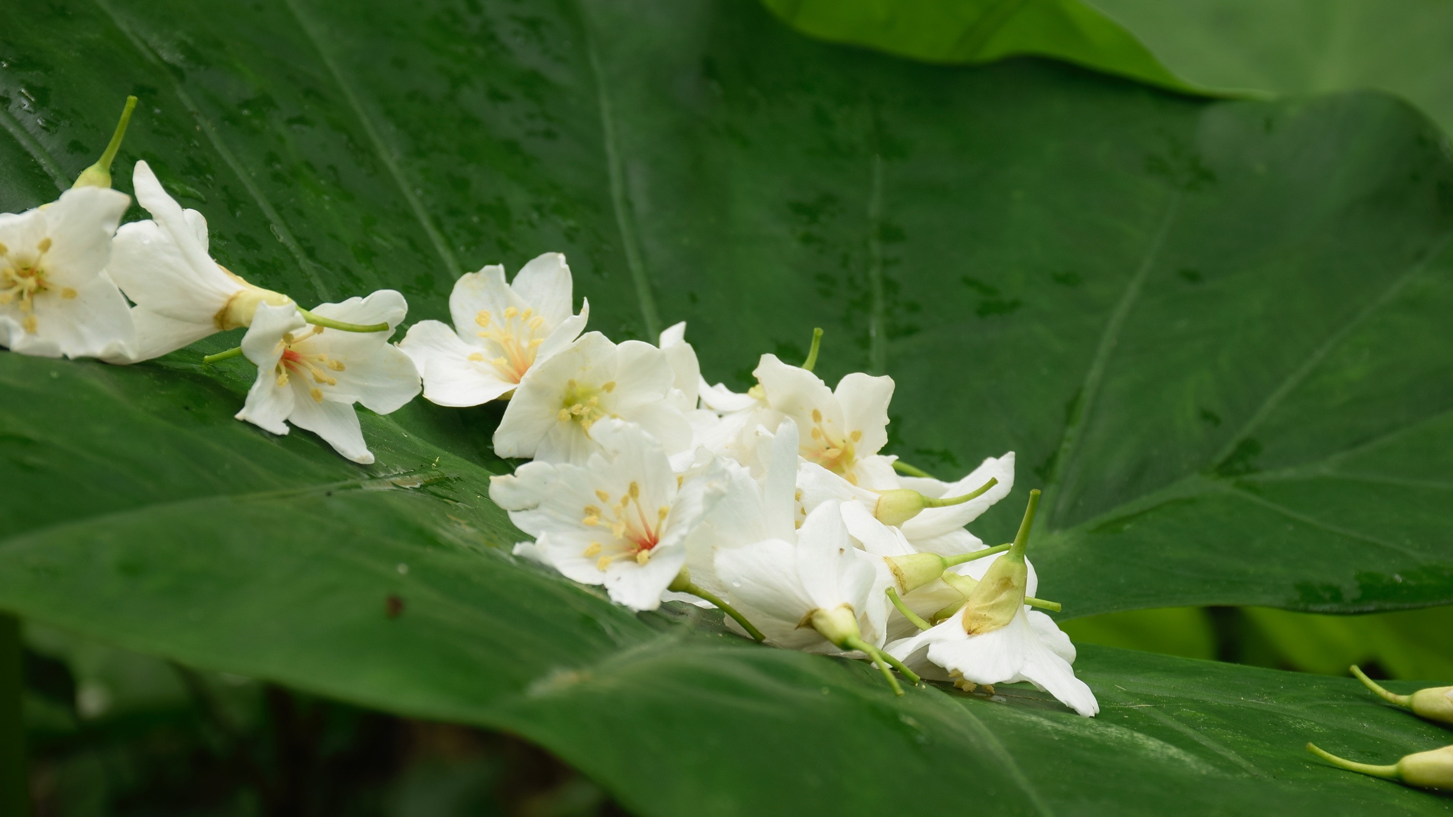 油桐花盛开季桐花世界里勾起了太多童年时代的美好回忆