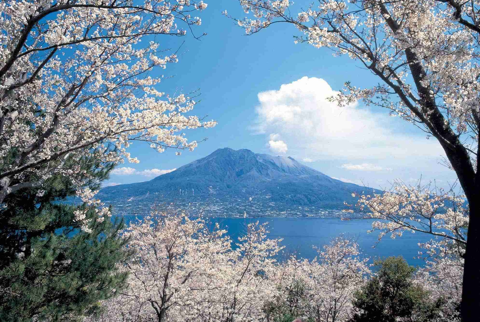 日本鹿儿岛和东京的纬度不同为什么樱花会同时盛开