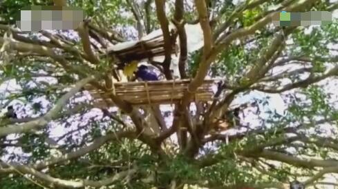 「社会」太难了！房间不够树上来凑，印度村民爬树上自我隔离
