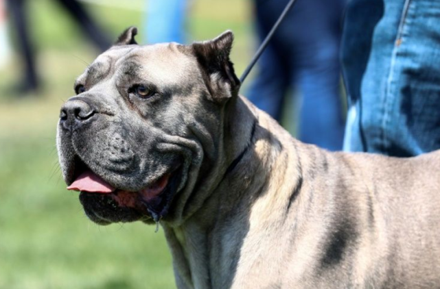 「美国警察」美国警察追捕逼停超速肇事车辆后，发现驾驶座上竟是条狗