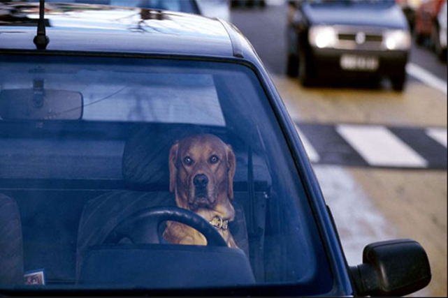 「美国警察」美国警察追捕逼停超速肇事车辆后，发现驾驶座上竟是条狗