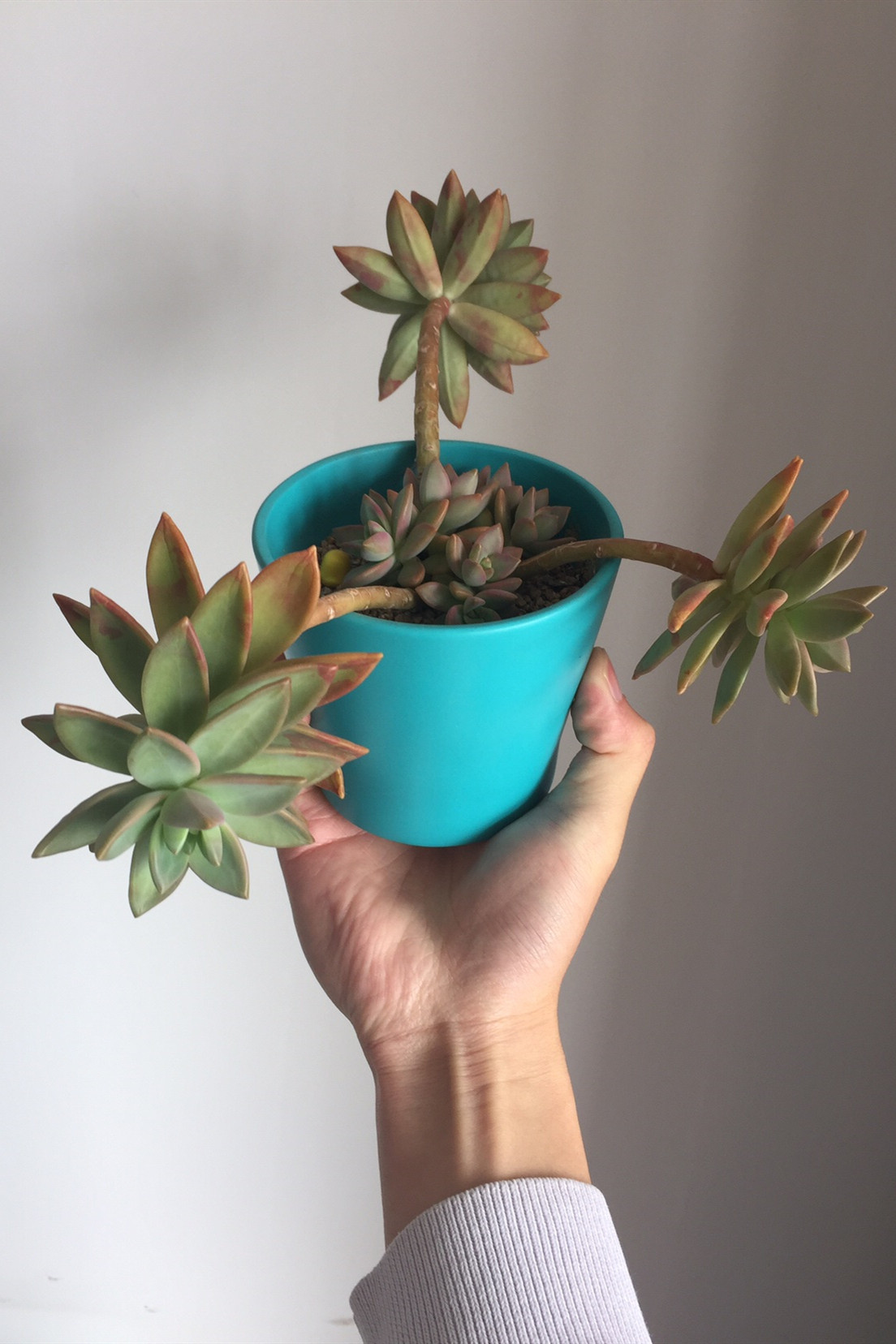 多肉徒长别砍头轻轻压一压根部就能长满小崽有图有真相