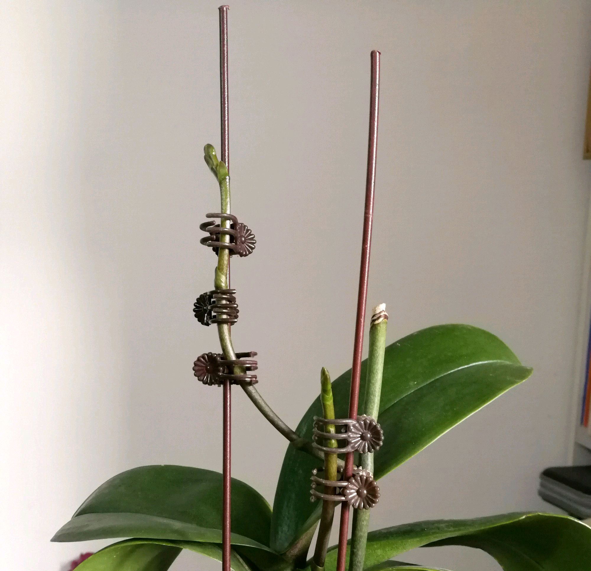 蝴蝶兰花箭长大需要造型蝴蝶兰花箭塑形防倒伏技巧学到了