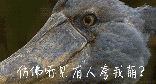 『红嘴鸥』爱鸟日｜不开玩笑认真说，你一定不认识北京的这些鸟儿