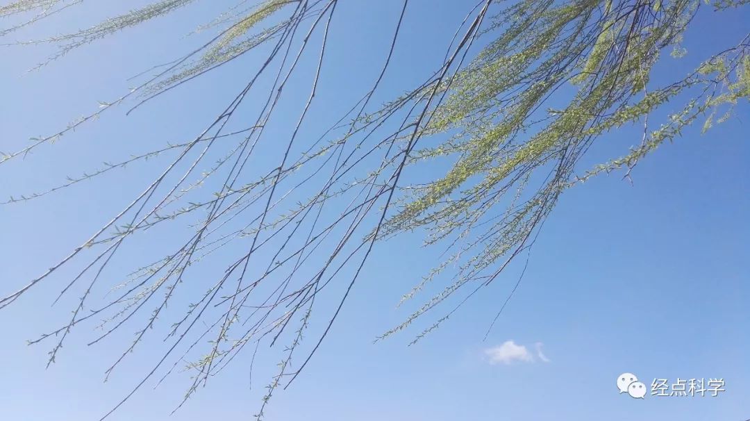 【清明节】云祭扫、代祭扫、预约祭扫……今年清明祭扫将有哪些不同？