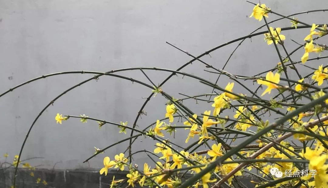 【清明节】云祭扫、代祭扫、预约祭扫……今年清明祭扫将有哪些不同？