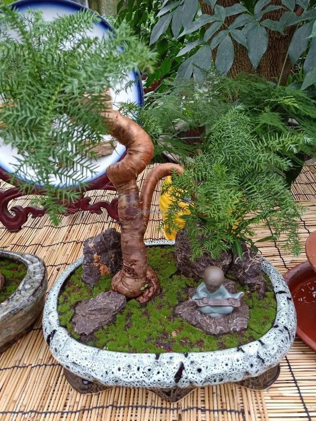 澳洲杉是一种高端的盆景颜值高又大气养护简单没有病虫害