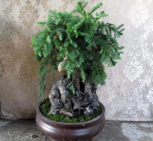 澳洲杉是一种高端的盆景颜值高又大气养护简单没有病虫害