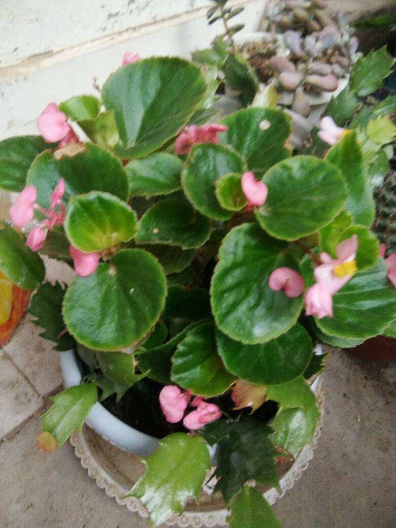 玻璃翠四季都能开春天做好3件事枝条窜得停不下