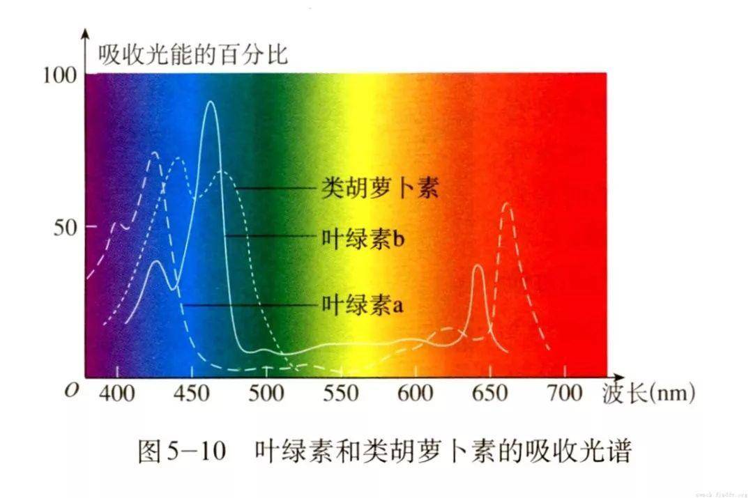 色素的吸收光谱图图片