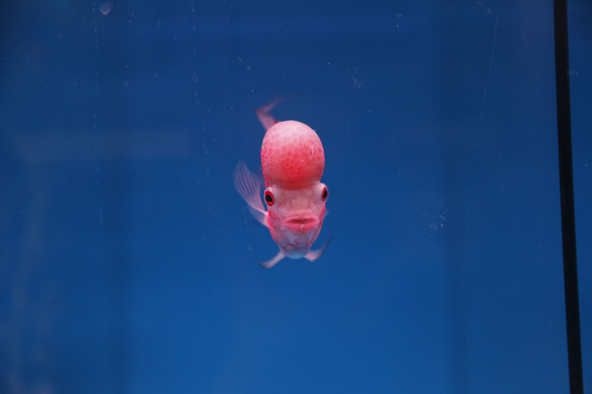 罗汉鱼起头需要注意的饲养问题