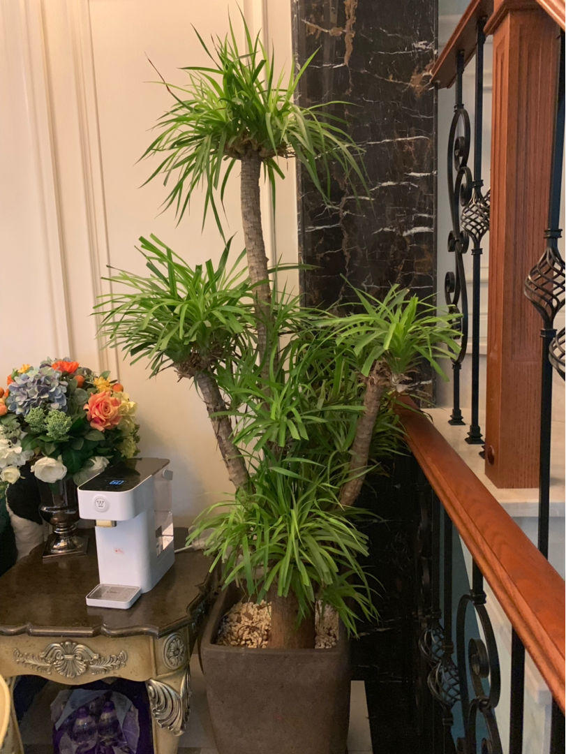 喜欢霸气盆栽的有福了龙血树超皮实聚气团福惹人爱
