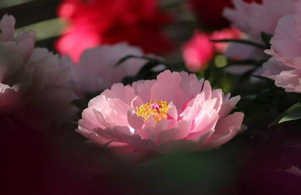 「寒食节」古人为什么在阳春三月过“冷节”？