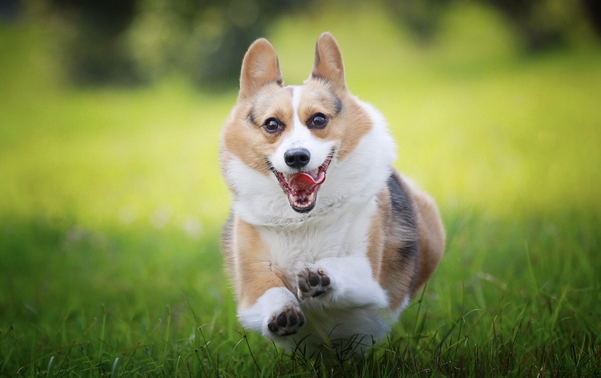 柯基犬犯错这几个地方千万不能打