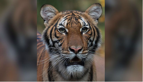 [老虎]全球首例：纽约动物园一老虎确诊感染新冠病毒