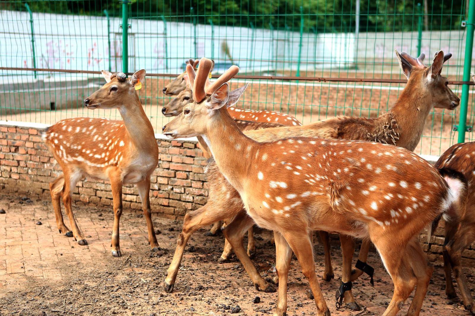 梅花鹿的鹿茸被锯掉时鹿会感觉到疼痛吗